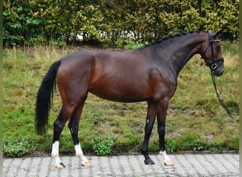 KWPN, Giumenta, 4 Anni, 168 cm, Baio scuro