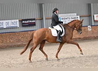 KWPN, Giumenta, 4 Anni, 168 cm, Sauro
