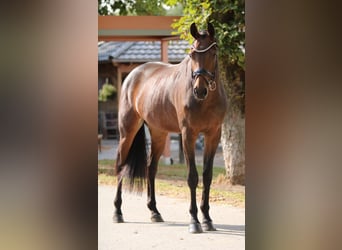 KWPN, Giumenta, 4 Anni, 169 cm, Baio