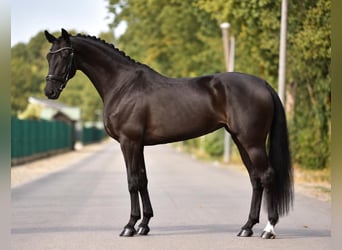 KWPN, Giumenta, 4 Anni, 169 cm, Morello