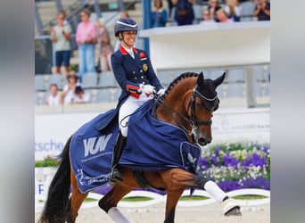 KWPN, Giumenta, 4 Anni, 170 cm, Baio