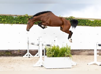 KWPN, Giumenta, 4 Anni, 170 cm, Baio