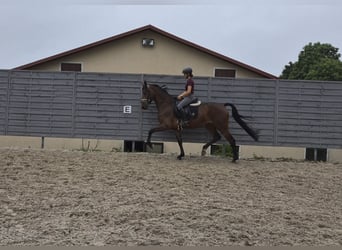 KWPN, Giumenta, 4 Anni, 170 cm, Baio