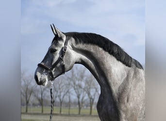 KWPN, Giumenta, 4 Anni, 170 cm, Grigio