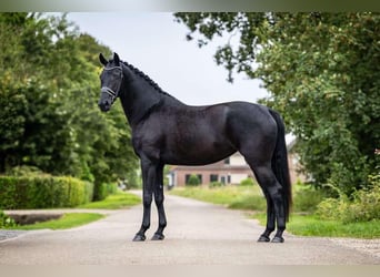 KWPN, Giumenta, 4 Anni, 174 cm, Morello