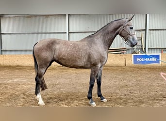 KWPN, Giumenta, 4 Anni, 181 cm, Falbo