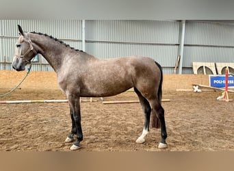 KWPN, Giumenta, 4 Anni, 181 cm, Falbo