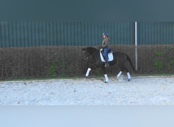 KWPN, Giumenta, 4 Anni, Baio scuro