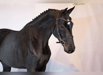 KWPN, Giumenta, 4 Anni, Baio scuro