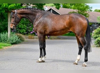 KWPN, Giumenta, 4 Anni