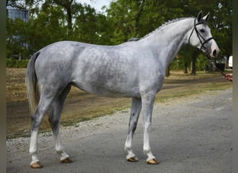 KWPN, Giumenta, 4 Anni, Grigio