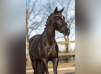 KWPN Mix, Giumenta, 5 Anni, 154 cm, Sauro scuro