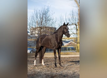 KWPN Mix, Giumenta, 5 Anni, 154 cm, Sauro scuro