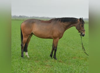 KWPN, Giumenta, 5 Anni, 160 cm, Baio