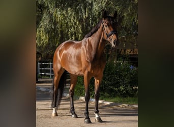 KWPN, Giumenta, 5 Anni, 161 cm, Baio scuro