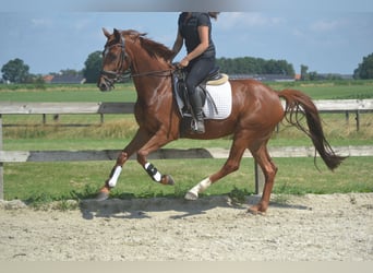 KWPN, Giumenta, 5 Anni, 161 cm, Sauro