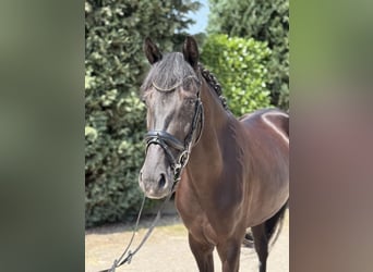 KWPN, Giumenta, 5 Anni, 162 cm, Morello