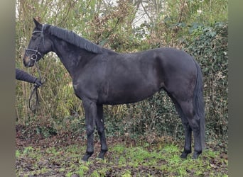 KWPN, Giumenta, 5 Anni, 162 cm, Morello