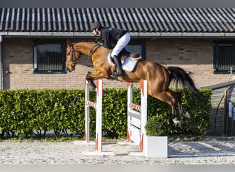 KWPN, Giumenta, 5 Anni, 163 cm, Baio