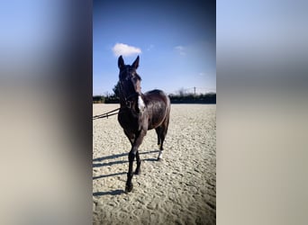 KWPN, Giumenta, 5 Anni, 163 cm, Baio scuro