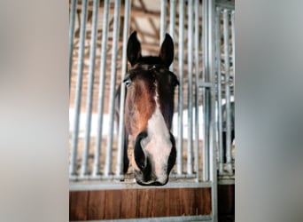 KWPN, Giumenta, 5 Anni, 163 cm, Baio scuro