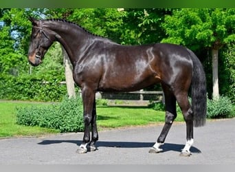KWPN, Giumenta, 5 Anni, 163 cm