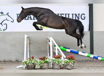 KWPN, Giumenta, 5 Anni, 163 cm