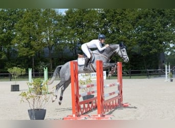 KWPN, Giumenta, 5 Anni, 164 cm