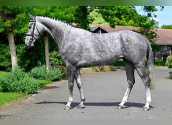 KWPN, Giumenta, 5 Anni, 164 cm