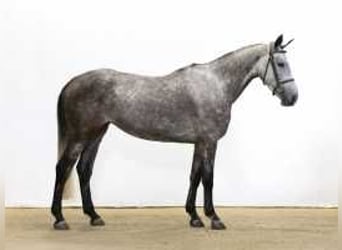 KWPN, Giumenta, 5 Anni, 164 cm, Grigio