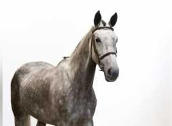 KWPN, Giumenta, 5 Anni, 164 cm, Grigio