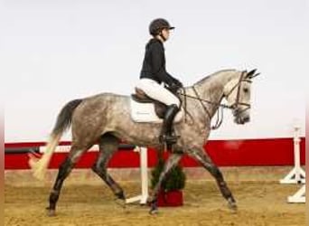 KWPN, Giumenta, 5 Anni, 164 cm, Grigio