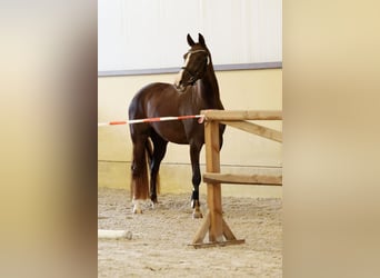 KWPN, Giumenta, 5 Anni, 164 cm, Sauro scuro