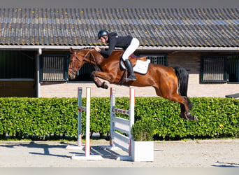 KWPN, Giumenta, 5 Anni, 166 cm, Baio