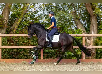 KWPN, Giumenta, 5 Anni, 166 cm, Baio nero