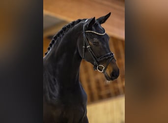 KWPN, Giumenta, 5 Anni, 166 cm, Baio nero