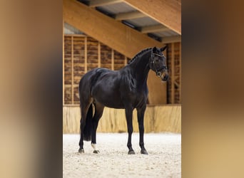 KWPN, Giumenta, 5 Anni, 166 cm, Baio nero