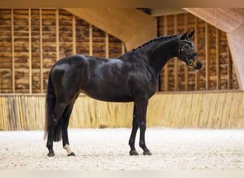 KWPN, Giumenta, 5 Anni, 166 cm, Baio nero