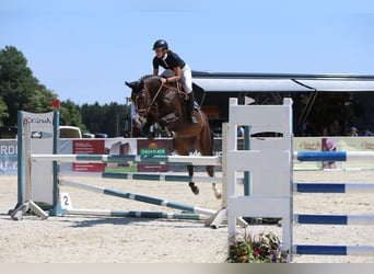 KWPN, Giumenta, 5 Anni, 166 cm, Baio scuro