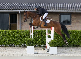 KWPN, Giumenta, 5 Anni, 167 cm, Baio