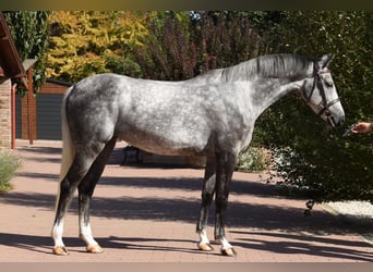 KWPN, Giumenta, 5 Anni, 167 cm, Grigio