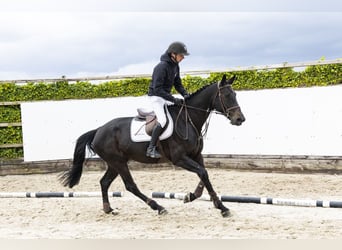 KWPN, Giumenta, 5 Anni, 167 cm, Morello