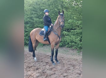 KWPN, Giumenta, 5 Anni, 168 cm, Baio