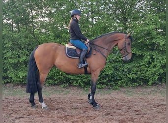 KWPN, Giumenta, 5 Anni, 168 cm, Baio