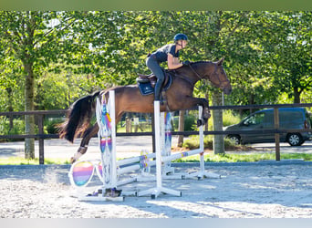 KWPN, Giumenta, 5 Anni, 168 cm, Baio