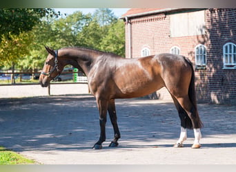 KWPN, Giumenta, 5 Anni, 168 cm, Baio