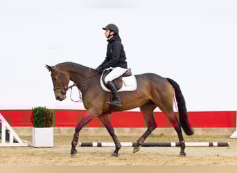 KWPN, Giumenta, 5 Anni, 168 cm, Baio