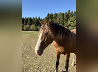 KWPN, Giumenta, 5 Anni, 168 cm