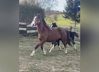 KWPN, Giumenta, 5 Anni, 168 cm
