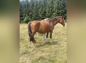 KWPN, Giumenta, 5 Anni, 168 cm